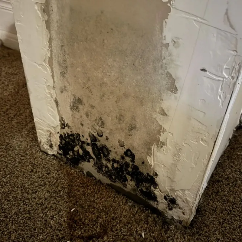 Professional Mold Removal in Renton, WA